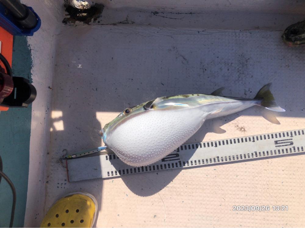 伊島沖ジギング　橘湾ティップラン