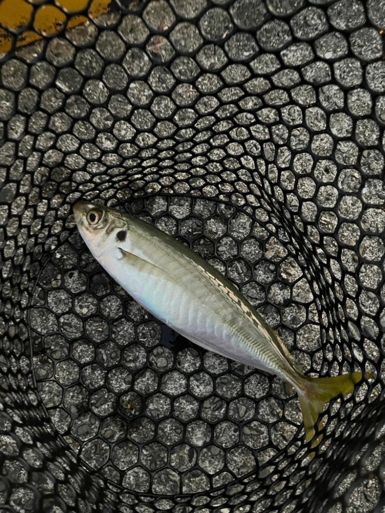 アジングで太刀魚