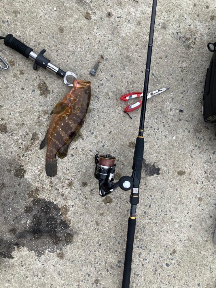 アコウがいいな