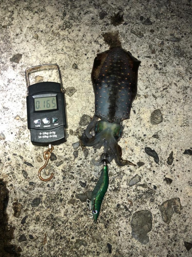 【尾鷲エリア】新子調査