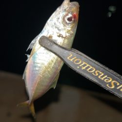 秋のタケノコ掘り♪