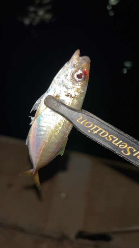 秋のタケノコ掘り♪