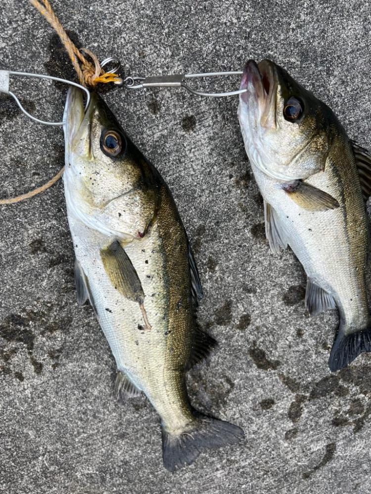 朝マヅメ　イワシの群れあり