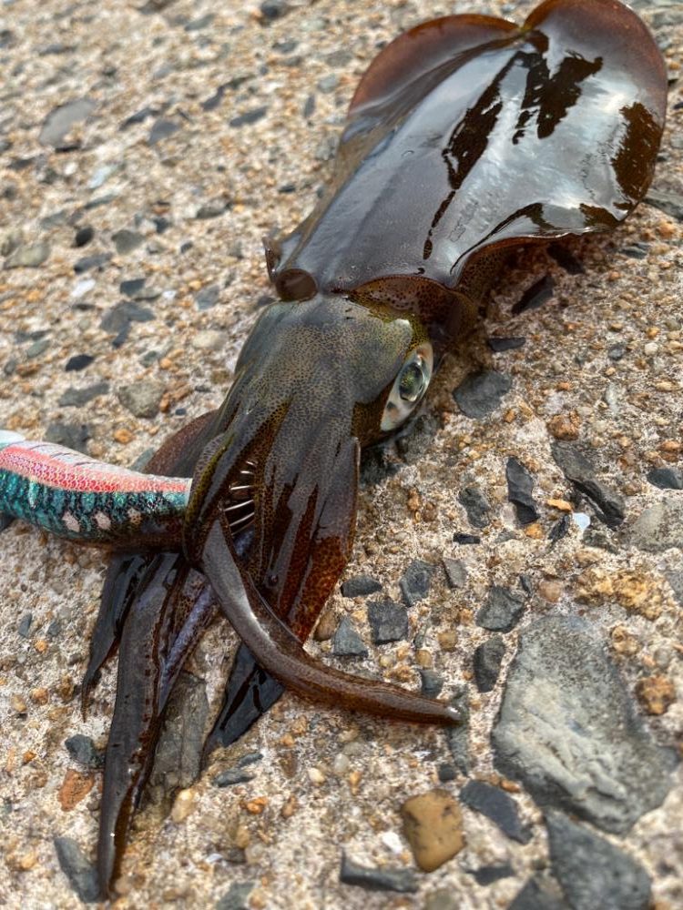 アオリイカ新子調査