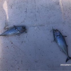 9/17 伊島沖ジギングタイラバ　橘湾ティップラン