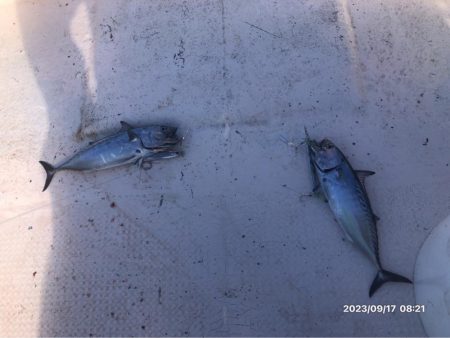 9/17 伊島沖ジギングタイラバ　橘湾ティップラン