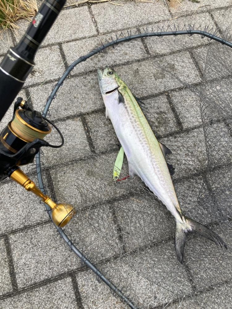 久々に湾奥コスモ。青牙ハットトリック。。。