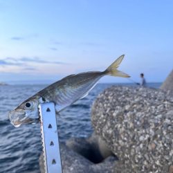 サビキ最高　タチウオダメ