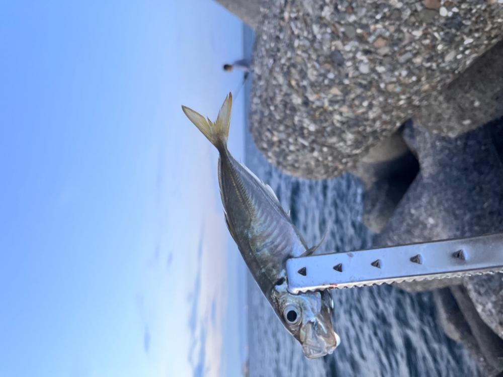 サビキ最高　タチウオダメ