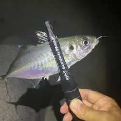 良型釣れてます🎵