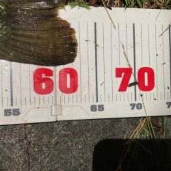 ロクマルきました