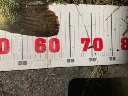 ロクマルきました