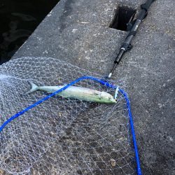 サゴシ回遊あり