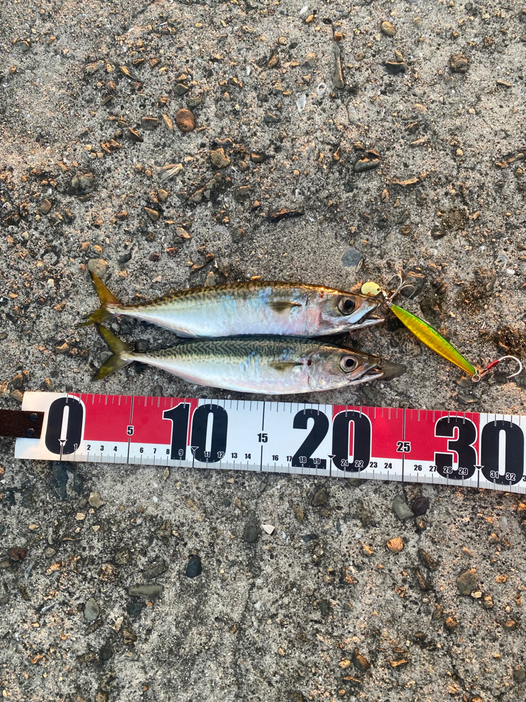 森の坊主初出勤