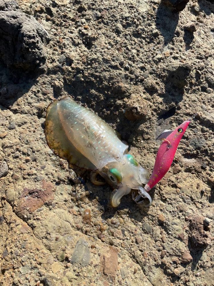 竹野浜へエギングに