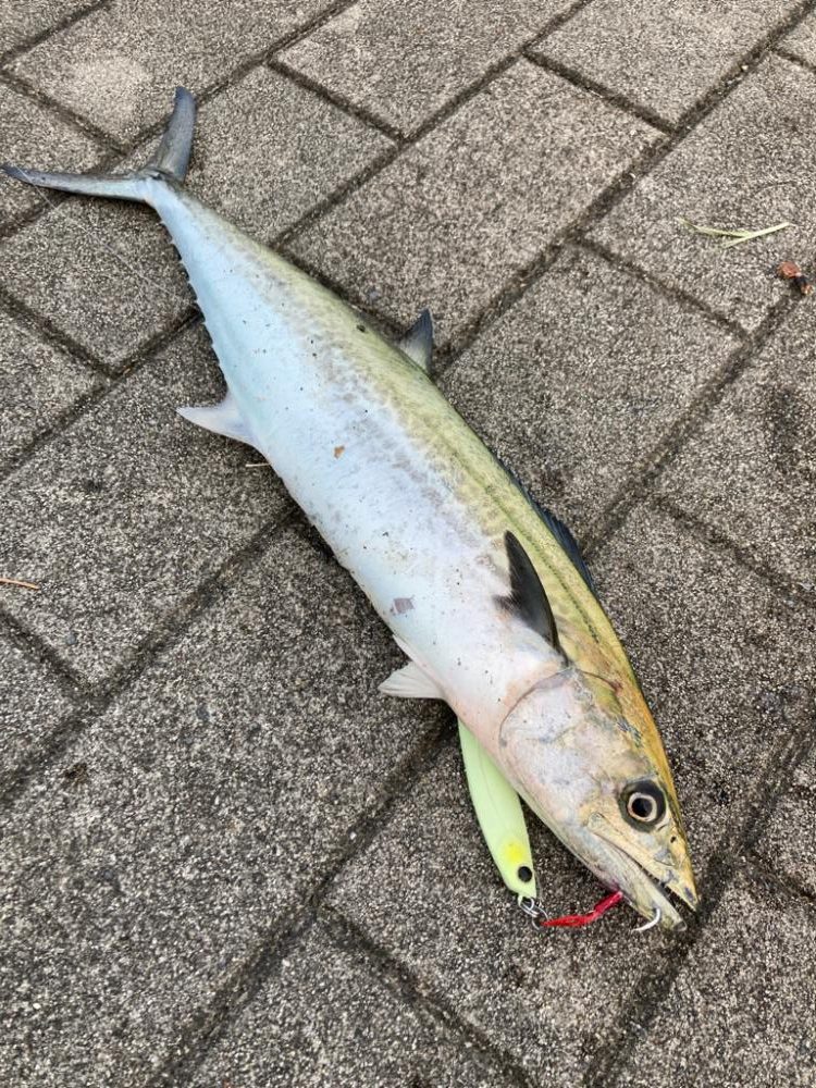 今日も湾奥コスモへ青牙ハットトリック🎶