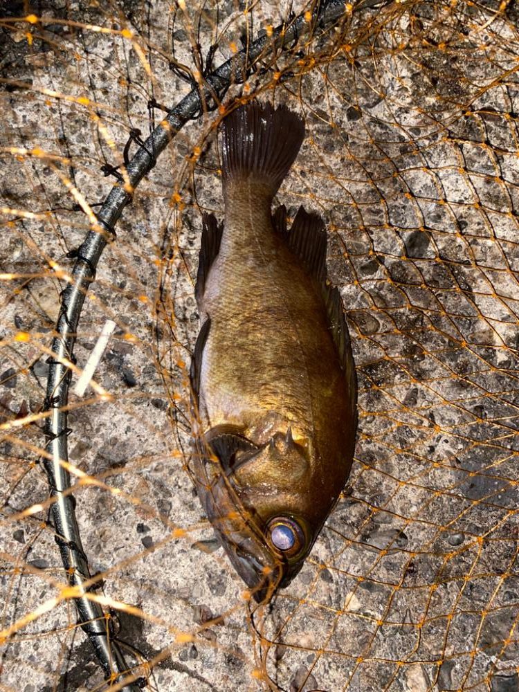 デカメバルとアオリ