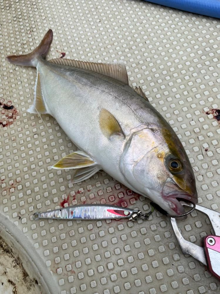 明石沖ジギング