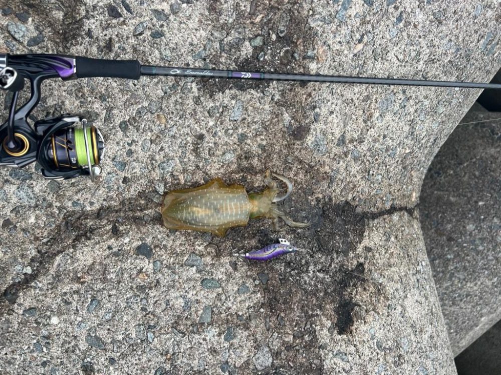 仕事終わりのエギング