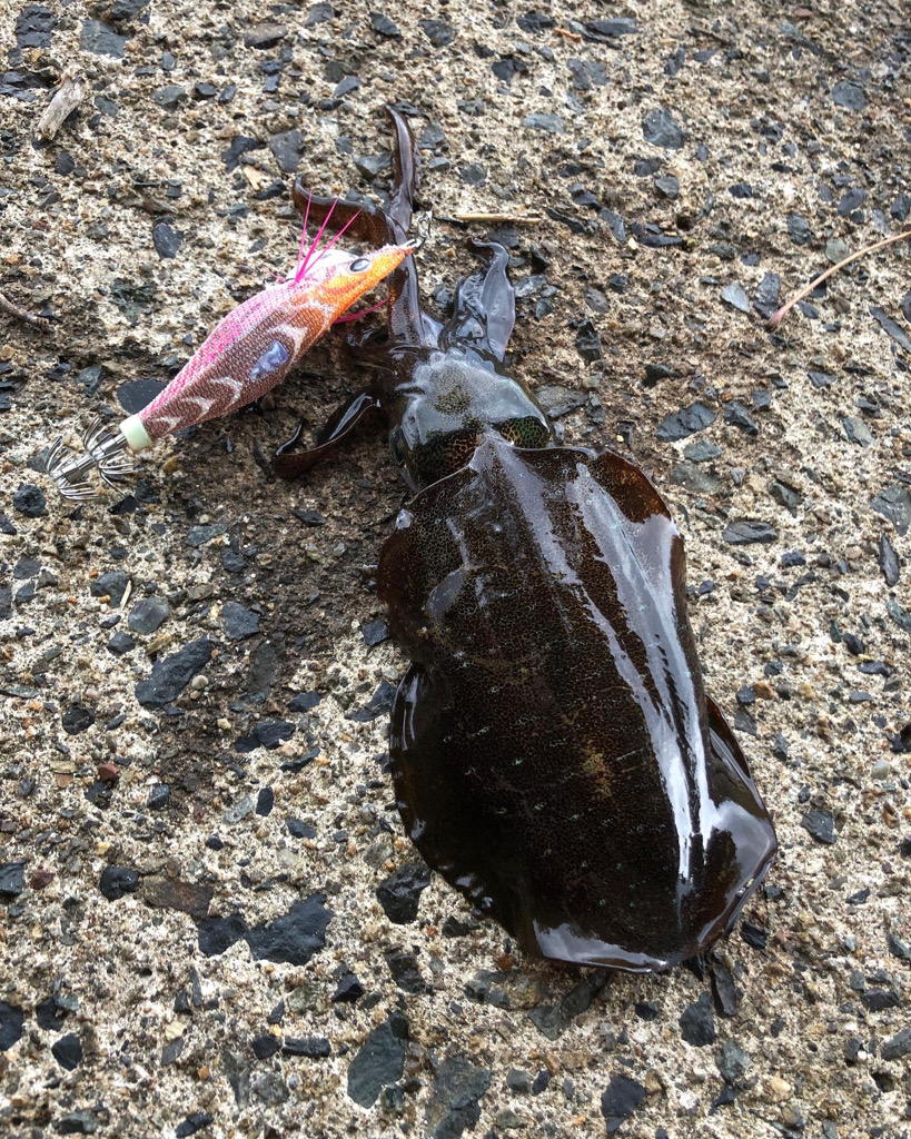 エギング楽しい！