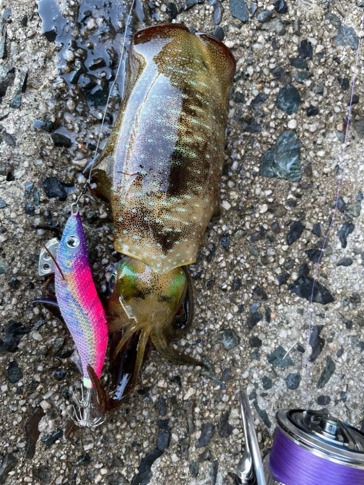 秋（空き）烏賊？