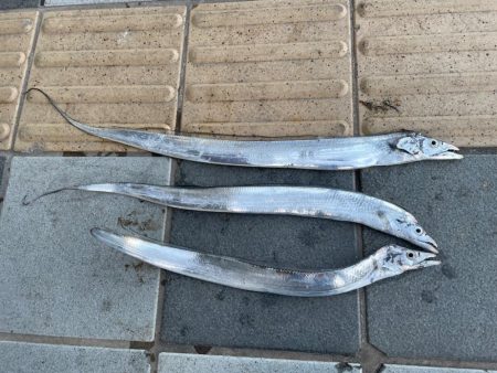 昼間のタチウオ