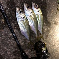 短時間アジング