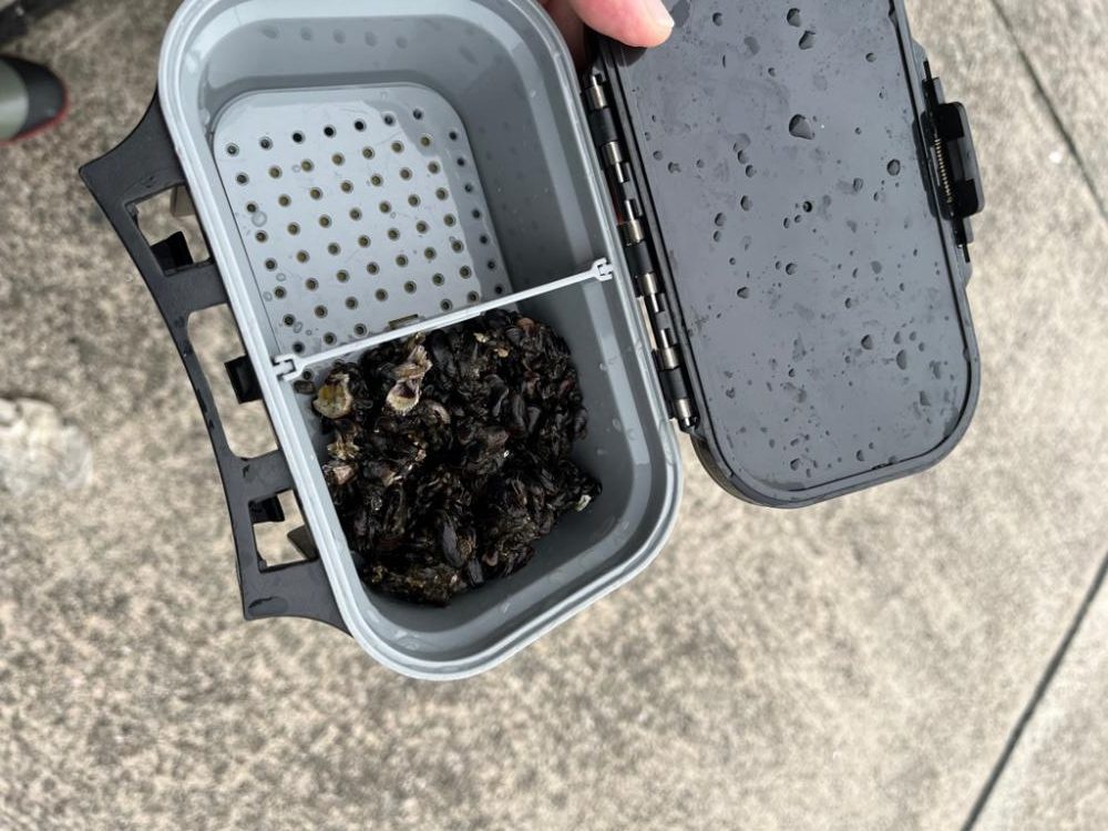 なんとか釣れた