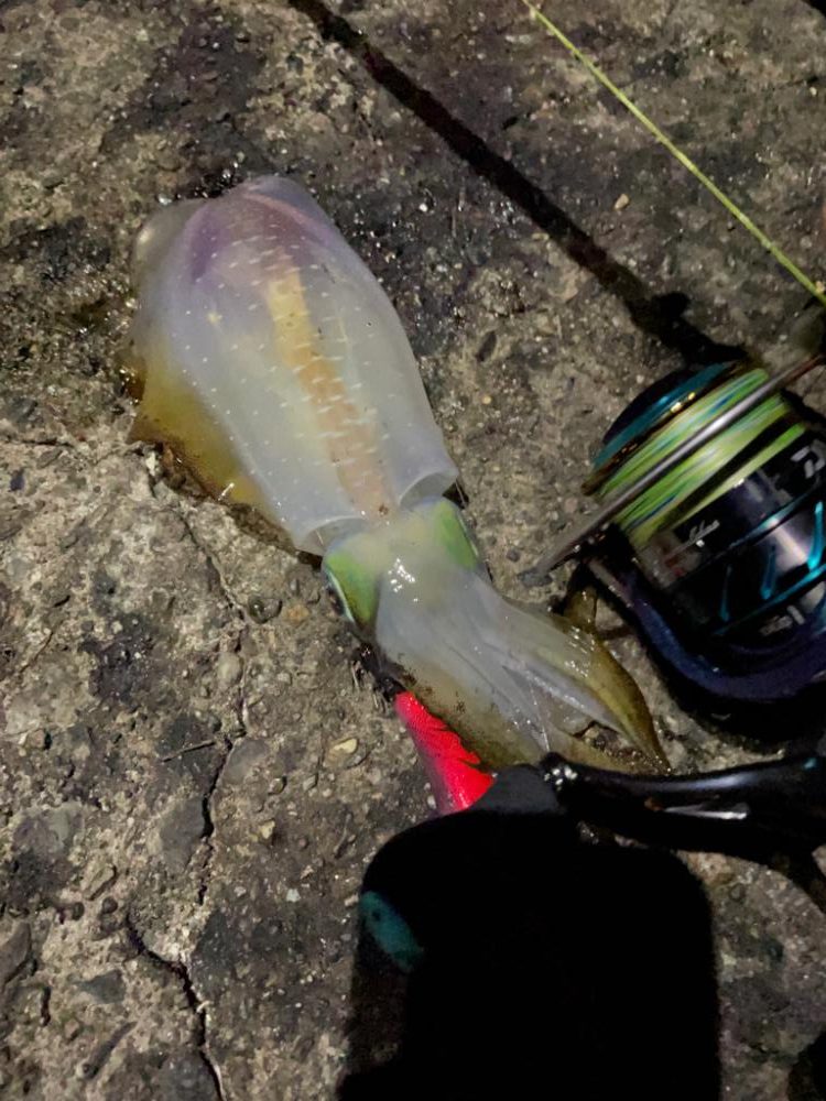 いつもの場所でエギング