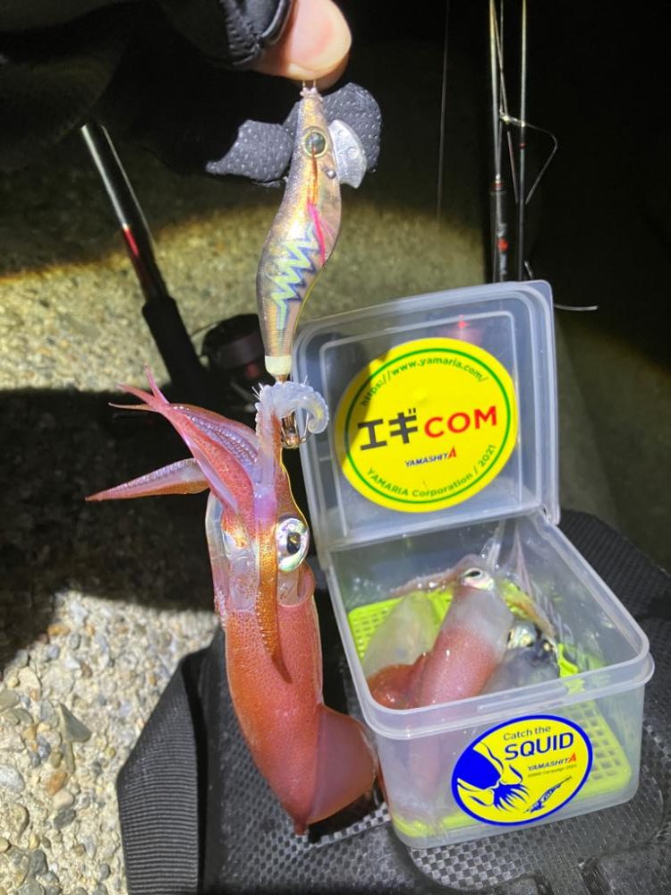 ケンサキ時々アオリ(^。^)