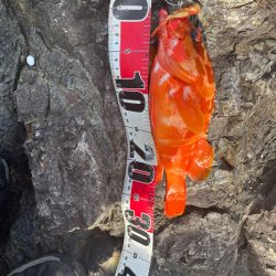 尾鷲根魚&ライトショア