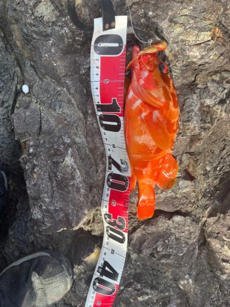 尾鷲根魚&ライトショア