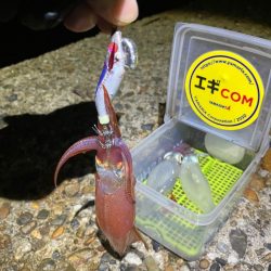 ケンサキ12日目^o^