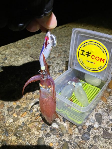 ケンサキ12日目^o^