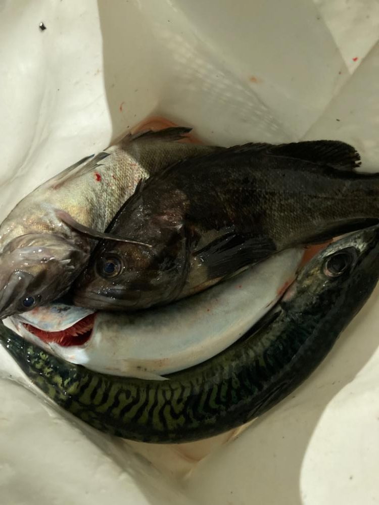 良型サバとクロソイ