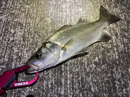 鯵を探して三千里 Vol.74