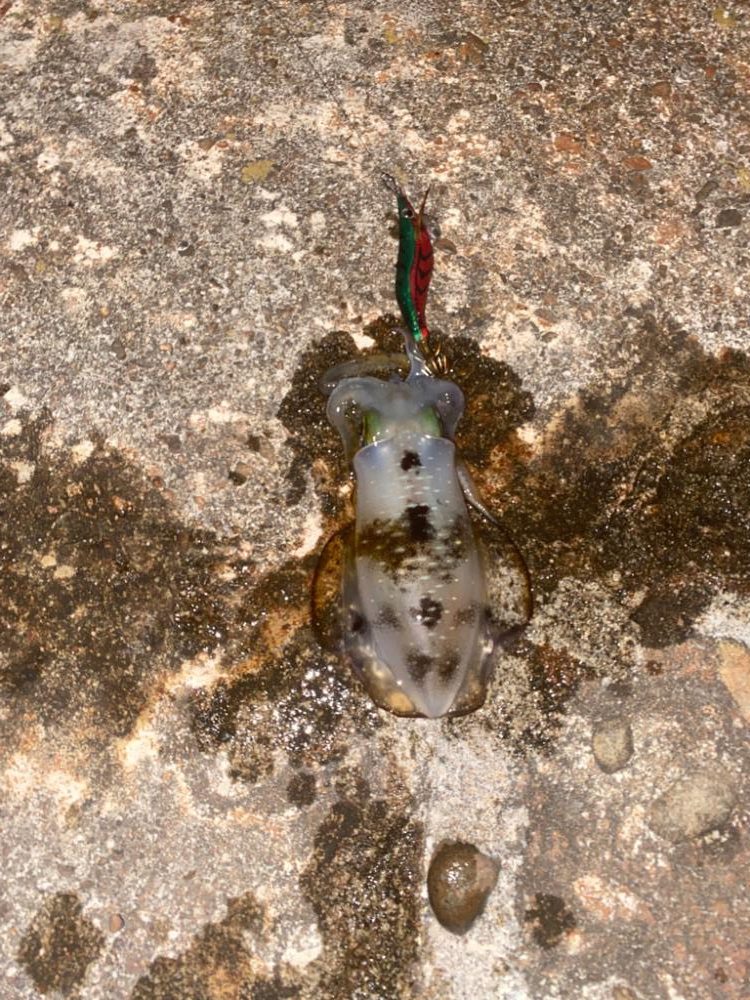 大きくなって来たアオリ