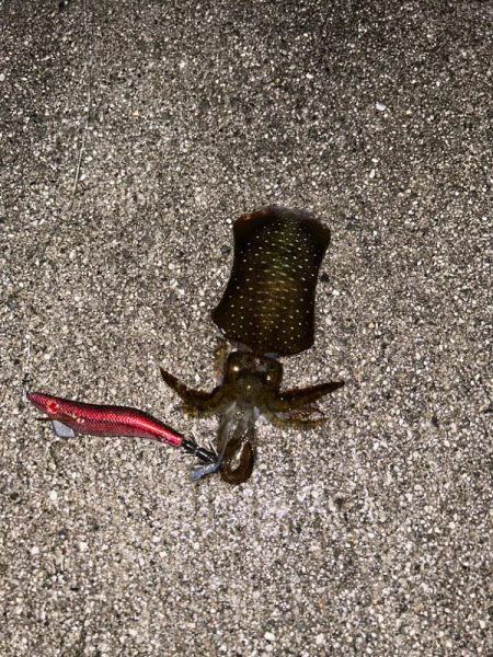 小潮から長潮攻略へ！