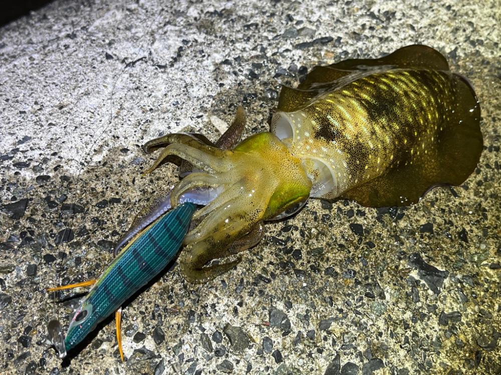 日本海エギング激渋！