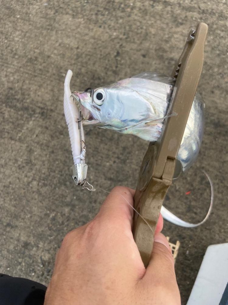 太刀魚シーズン突入！