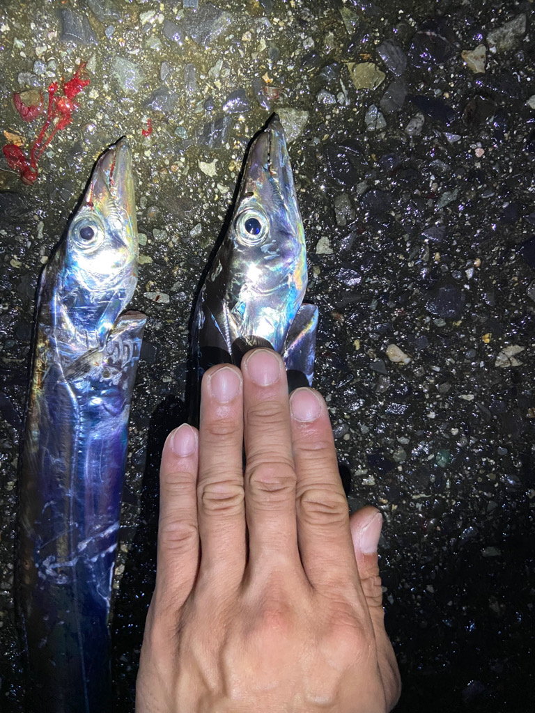 タチウオいい感じですー