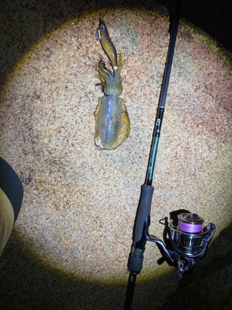 雨風で時化たエギング