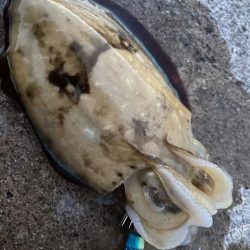 コウイカ新子入れ食い