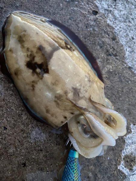 コウイカ新子入れ食い