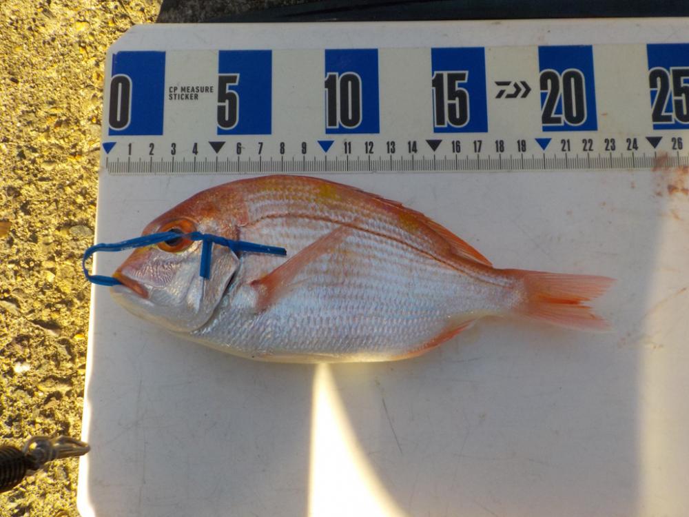 アマラバ第2 戦〜アルカディアⅡ〜