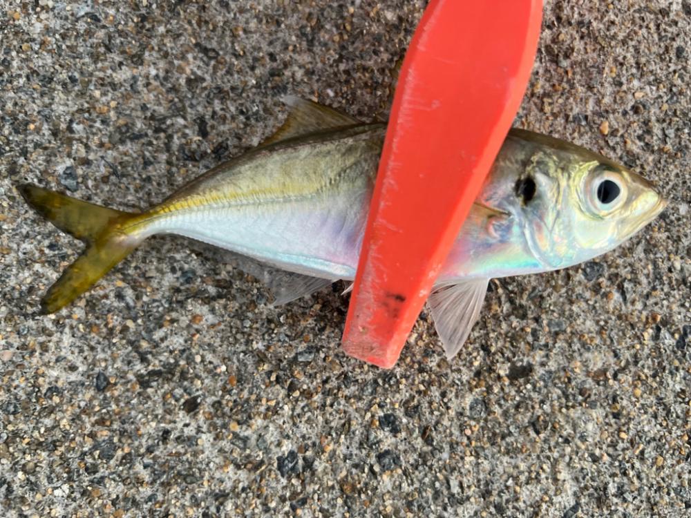 鯵を探して三千里 Vol.79