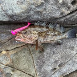 ジャックアイ青物シャッドで根魚も爆釣！