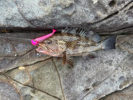 ジャックアイ青物シャッドで根魚も爆釣！