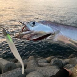 ようやく今年初タチウオ狩り