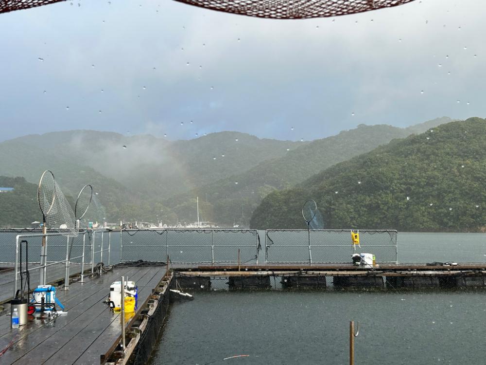 あなたに逢い鯛釣り堀